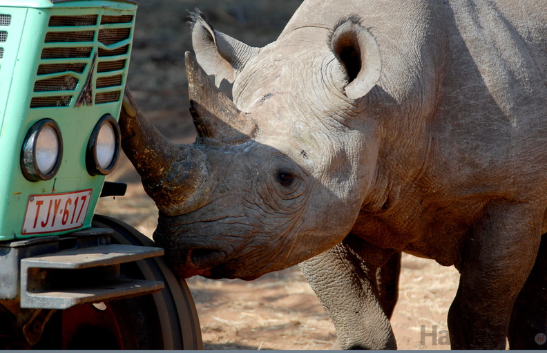 Zimbabwe - Black Rhino - 1.jpg